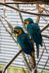 blue and yellow macaw