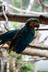 blue and yellow macaw