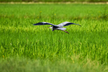 田んぼの上を低空飛行するアオサギ