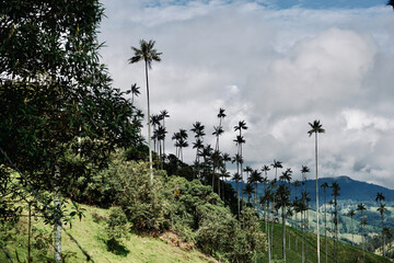 cocora valley