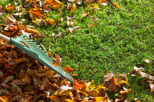 Autumn Leaves Cleaning. Raking Gathering Fallen leaves on Grass  in Garden. Autumn Cleaning Service Background. Copy Space. Close up. 