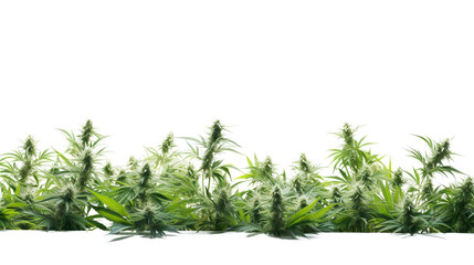 Marijuana plant and Cannabis buds and twigs on transparent background, isolated, png