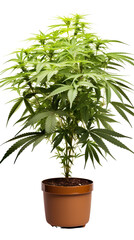 Fototapeta premium Cannabis plant in a flower pot on transparent background, isolated, png