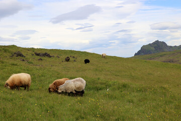 Fototapeta premium Sheep grazing in a meadow in the Heimaey Island, Vestmannaeyjar-Westman Islands-Iceland 