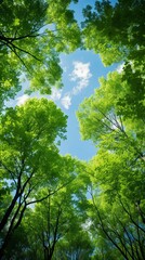 Fototapeta premium Carbon Neutrality Concept: Sky & Trees from Below