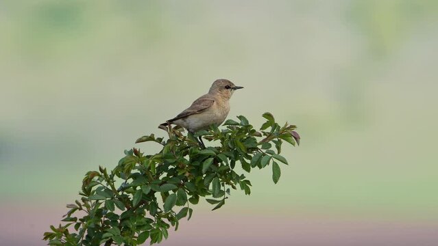 Birds Isabelline wheatear perched on a green branch at beautiful early morning light (Oenanthe isabellina). Video with audio.