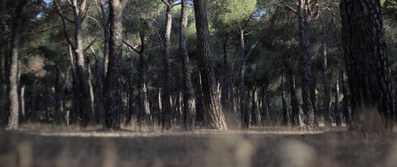 tree forest panoramic. Treeline landscape background
