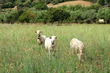 Herd of Sheep on the green grass near the Sea Coast. Sardinia, Italy