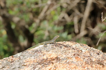 Tyrrhenian wall lizard (Podarcis tiliguerta) on a stone in Sardinia