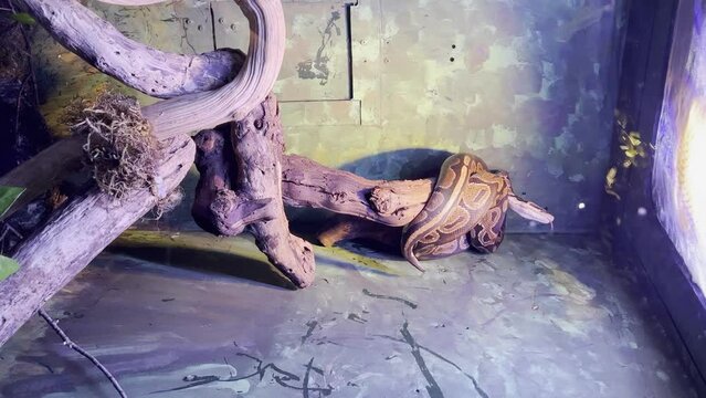 vertical video terrarium with a big python snake on a tree branch