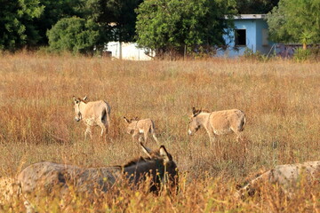 herd of donkeys with offspring in sardinia