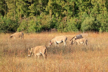 Naklejka na ściany i meble herd of donkeys with offspring in sardinia