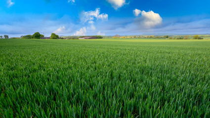 Farming crops and livestock in the Uk