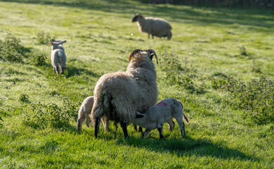 Farming crops and livestock in the Uk