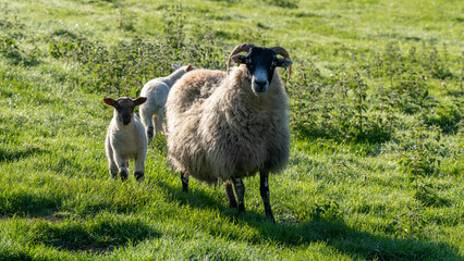 Obraz premium Farming crops and livestock in the Uk