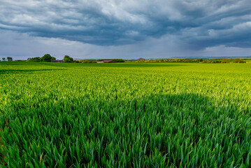 Farming crops and livestock in the Uk