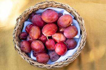 Freshly picked plums in a basket outdoors in summer 