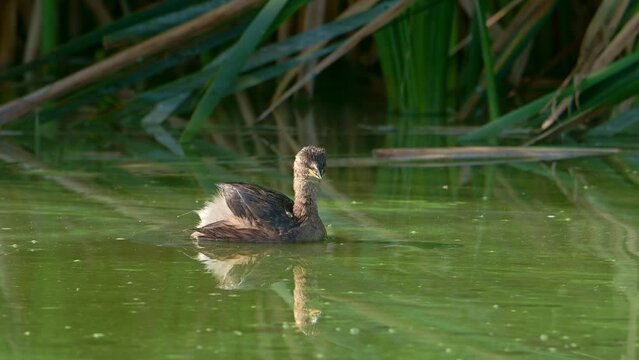 Bird Little grebe, also known as dabchick standing in green water pond with reflection (Tachybaptus ruficollis).