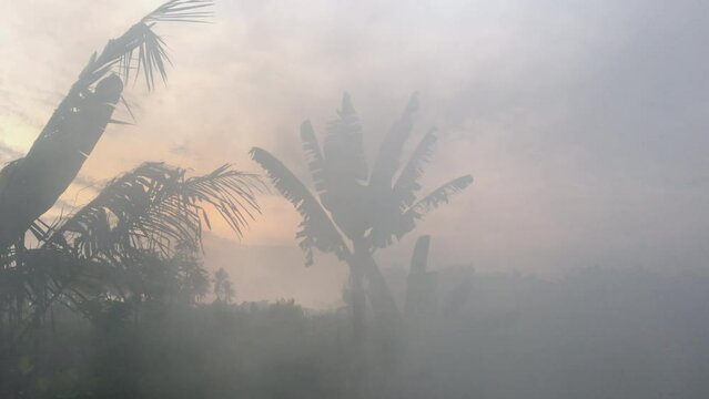 Thick smoke is a fire in the tropical jungle against the background of sunset in the evening. Haze in rainforest against the background of palm trees and dark silhouettes of mountains.