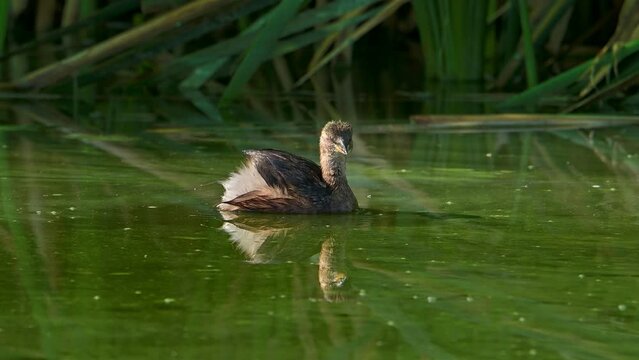 Bird Little grebe, also known as dabchick standing in a green water lake at beautiful morning light (Tachybaptus ruficollis).
