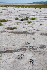 Traces of the hooves of a wild animal on the cracked dry muddy bottom of the Kuyalnik estuary, Ukraine