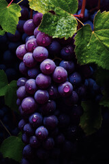Generated photorealistic image of a small wet bunch of black grapes with leaves