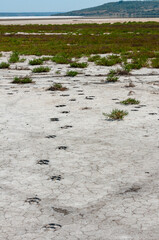 Traces of the hooves of a wild animal on the cracked dry muddy bottom of the Kuyalnik estuary