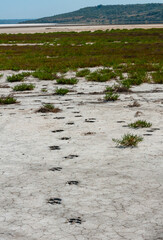 Traces of the hooves of a wild animal on the cracked dry muddy bottom of the Kuyalnik estuary