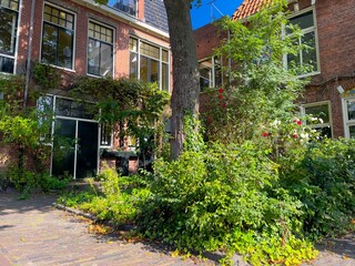 Urban green oasis for climate adaptation and biodiversity, city gardening. Boomspiegeltuin.