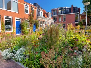 Urban green oasis for climate adaptation and biodiversity, city gardening
