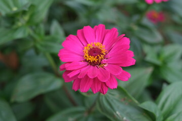pink flower