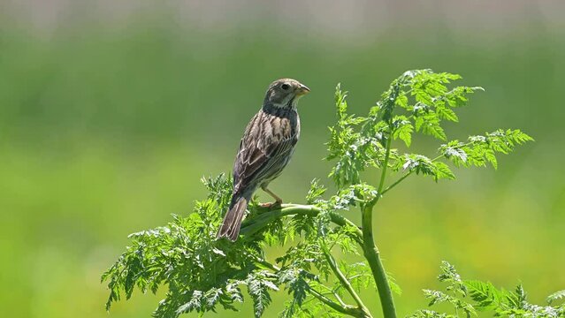 Bird Corn bunting bird perched on a beautiful green bush (Emberiza calandra).