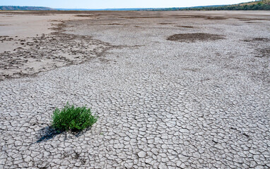 Сommon glasswort, glasswort (Salicornia europaea), Salt tolerant plants on cracked earth at the bottom of a dried salty estuary
