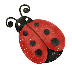 ladybug on white background