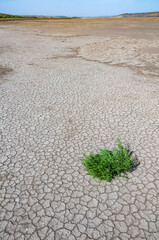 Сommon glasswort, glasswort (Salicornia europaea), Salt tolerant plants on cracked earth at the bottom of a dried salty estuary