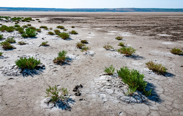 Сommon glasswort, glasswort (Salicornia europaea), Salt tolerant plants on cracked earth at the...