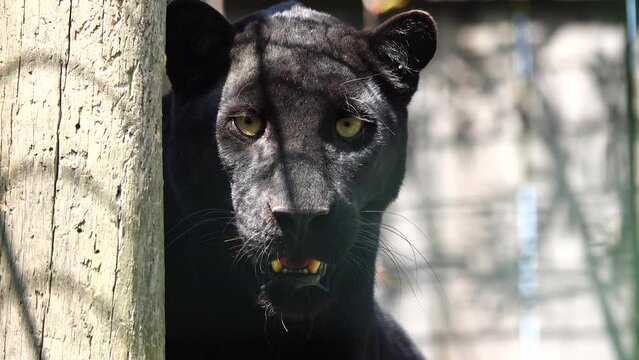 black panther (Panthera pardus) natural outdoor natural setting