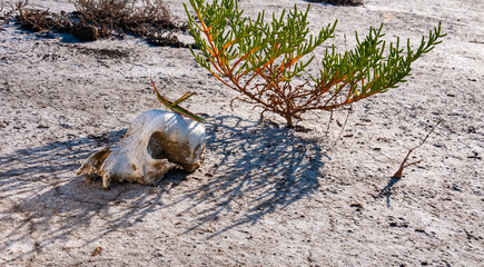 Obraz premium Acrida ungarica, insect sits on an old skull of a predatory animal against the background of cracked mud
