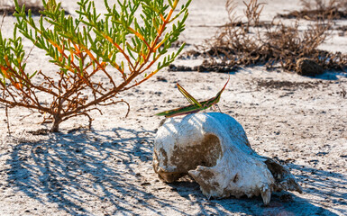 Acrida ungarica, insect sits on an old skull of a predatory animal against the background of...