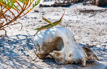 Acrida ungarica, insect sits on an old skull of a predatory animal against the background of...