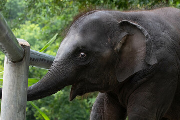 Close up an elephant's eye