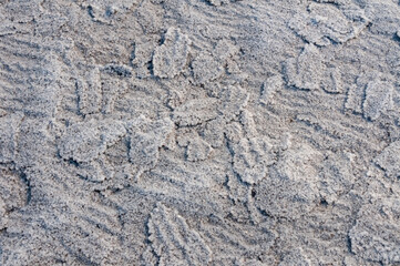 Self-precipitating table salt sodium chloride on the surface of dried plants at the bottom of the Kuyalnik estuary, Odessa region, Ukraine - obrazy, fototapety, plakaty