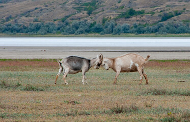 Obraz na płótnie Canvas Two domestic goats sort things out, fight with horns in the Kuyalnik estuary valley, Ukraine