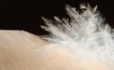 Close-up detail of the parts of a bird feather