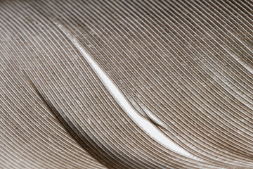 Close-up detail of the parts of a bird feather
