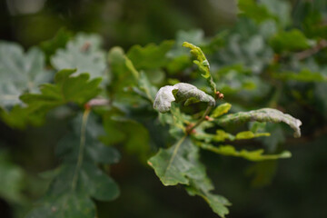 Damage caused by powdery mildew on the leaves of Quercus robur