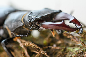 closeup of the jaws of a male stag beetle