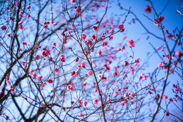梅の花と空