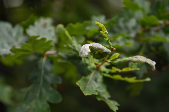 Damage caused by powdery mildew on the leaves of Quercus robur