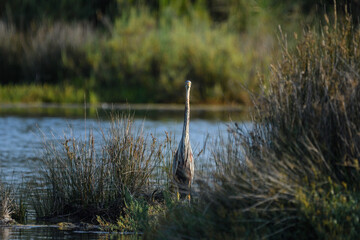 Purple Heron on the prowl, fishing among the reeds of the marsh